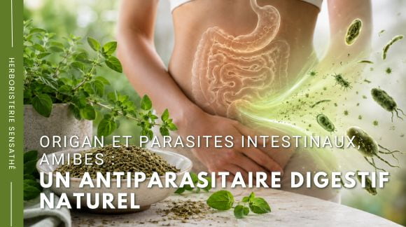 Origan et parasites intestinaux, amibes  un antiparasitaire digestif naturel - Herboristerie Sensathé